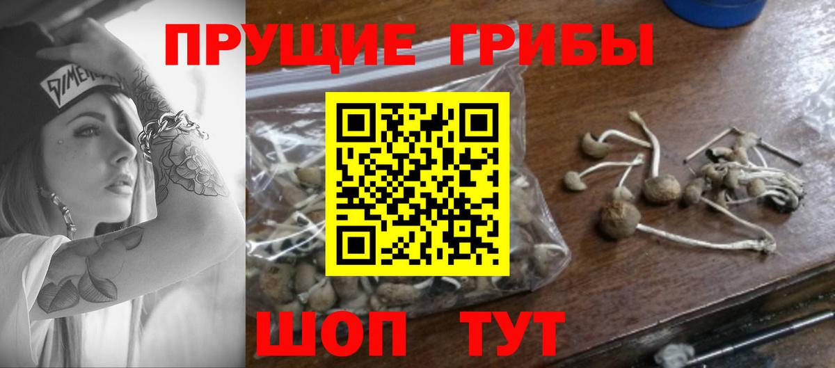 Ахтубинск  Псилоцибиновые грибы Psilocybine cubensis  Псилоцибиновые грибы прущие грибы  Вход с VPN 